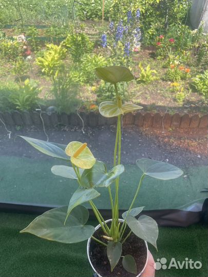 Продам антуриумы 1250