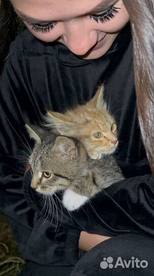 Отдам котенка в добрые руки