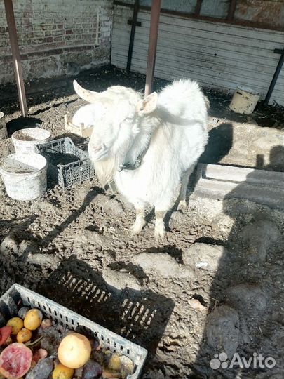 Козы нескольких пород, есть комол(белые, сер.корич