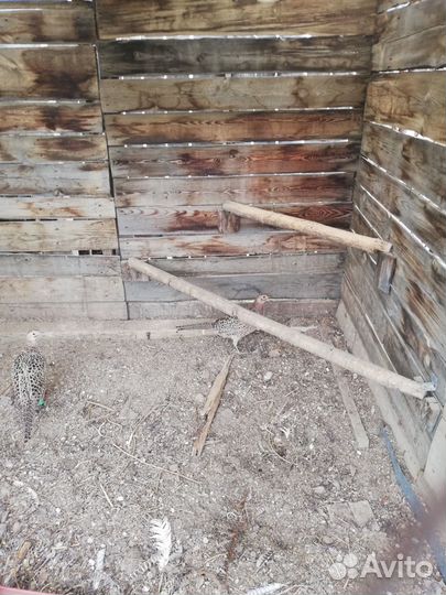 Продам фазанов