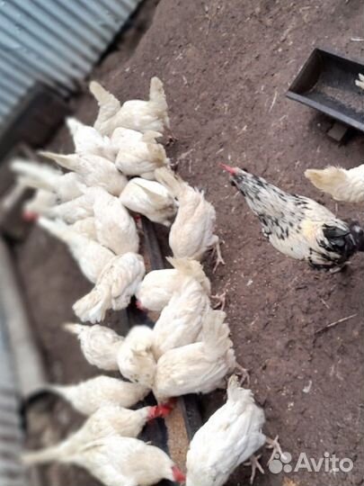 Куры несушки