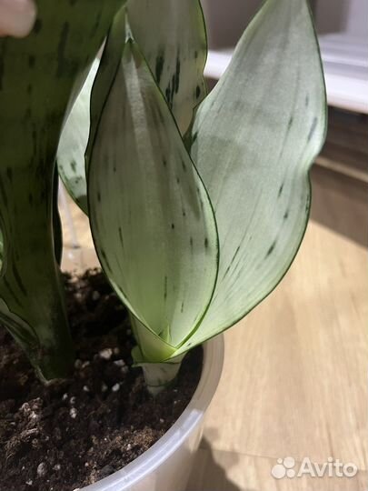 Сансевиерия муншайн бразилиан
