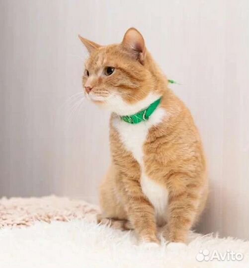 Котик Рыжуля ищет дом