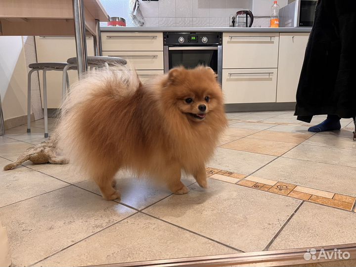 Шпиц вязка мальчик