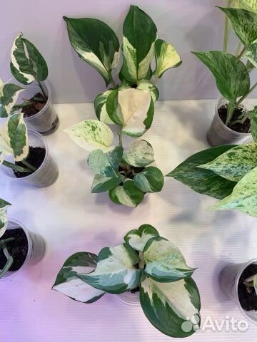 Сциндапсус: Энджой,Пиктус,Марбл Эппл; Спатифиллум