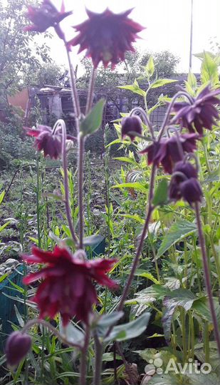 Колокольчики, Аконит,Аквилегия,Бруннера,Мускари