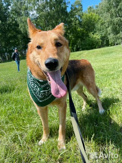 Собака в семью заберите малыша