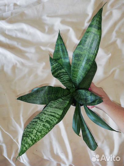 Сансевиерия