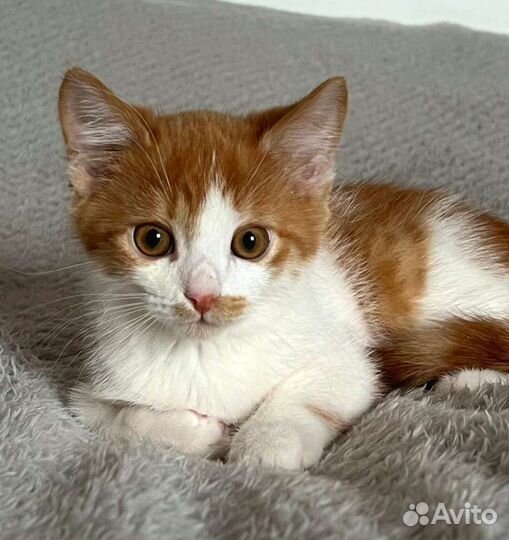 Мальчик 2,5 мес