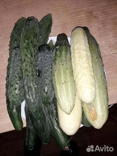 Семена огурцов