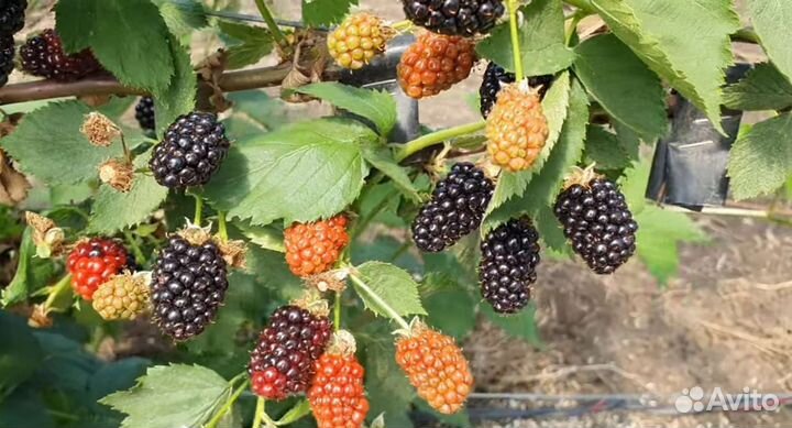 Саженцы ежевики блек мейдик,натчез