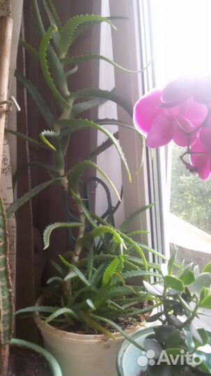 Комнатные цветы