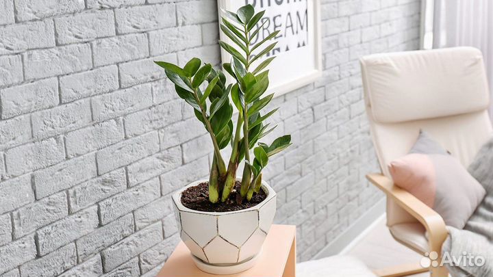 Замиокулькас комнатное растение, высота 50см