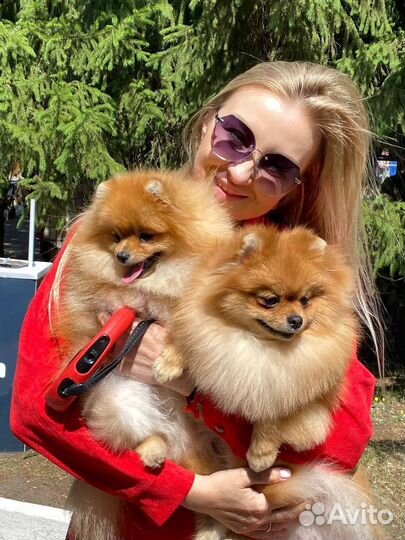 Померанский шпиц