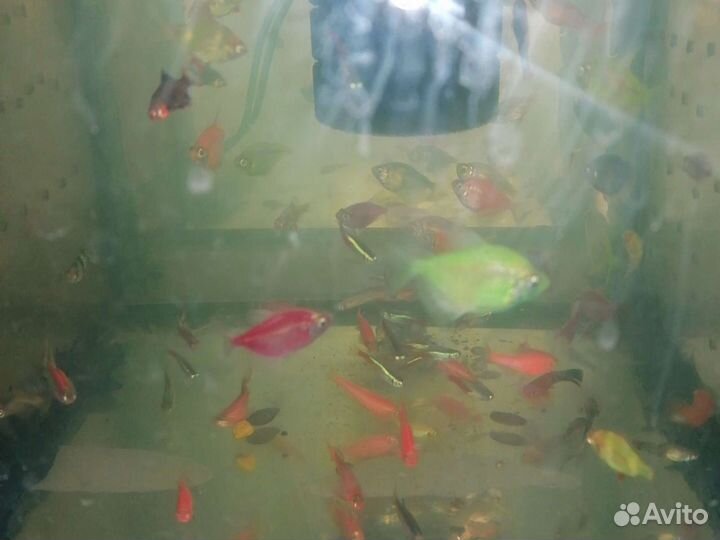 Рыба аквариумные