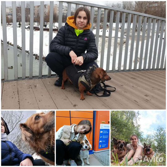 Выгул собак. Дрессировка собак во время выгула