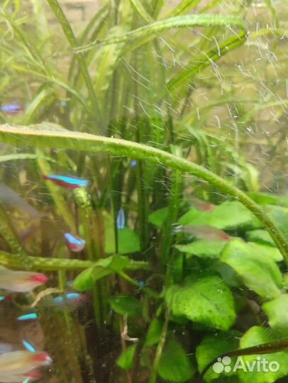 Аквариумное растение