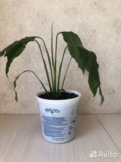 Спатифиллум. Женское счатье. Комнатные цветы