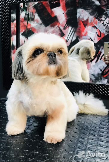 Груминг собак, кошек