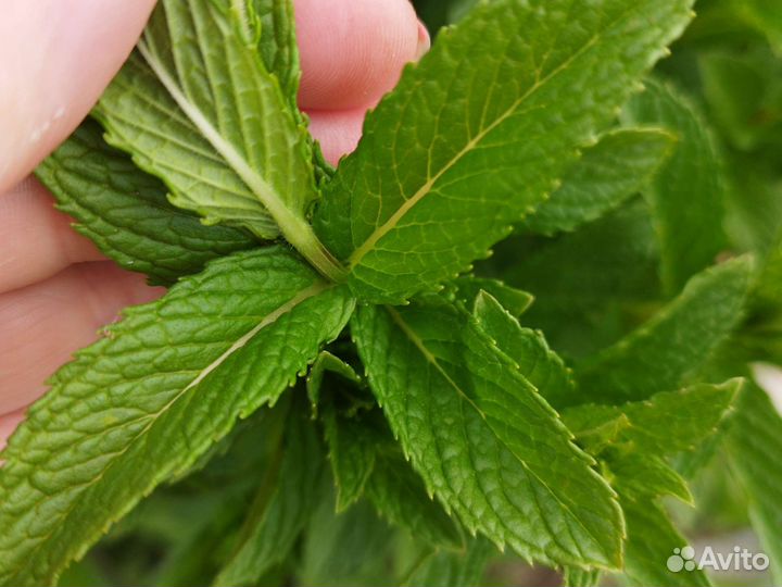 Мята,меллисса, розмарин