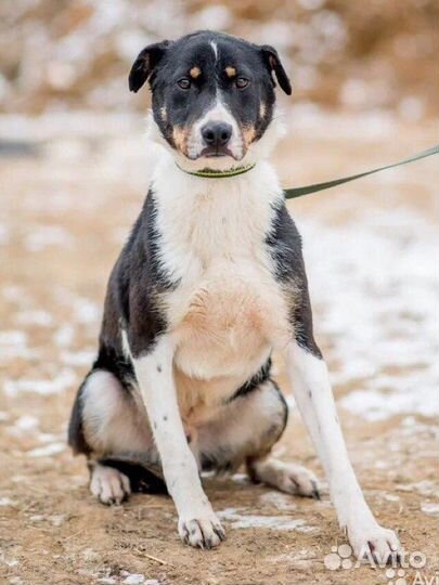 Собака в добрые руки