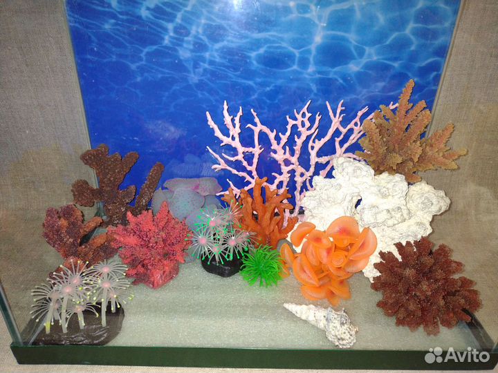 Кораллы, растения, гроты, коряги, грунт