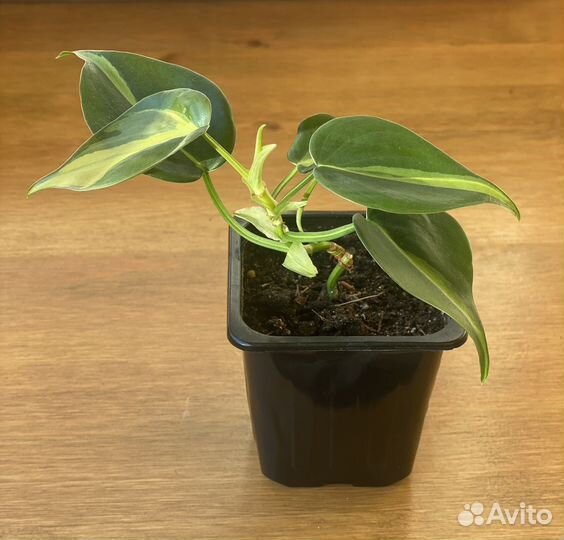 Филодендрон бразил