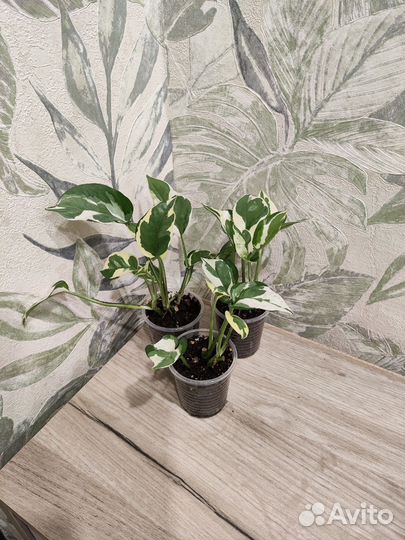 Филодендрон/эпипремнум/сциндапсус