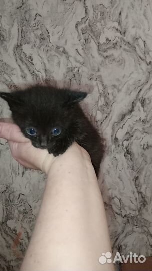 Черный котенок мальчик бесплатно