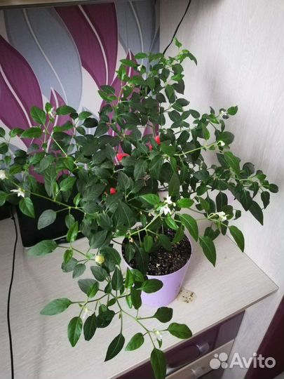 Жгучий перчик мини