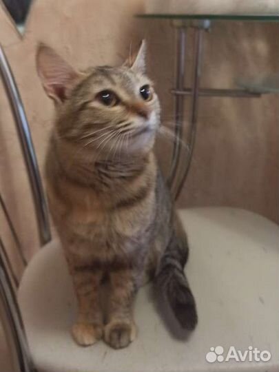 Кошка очень добрая