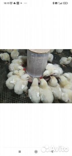 Цыплята бройлеры кобб 500,цесарка, перепела