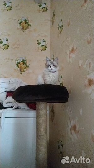 Невская маскарадная девочка в добрые руки