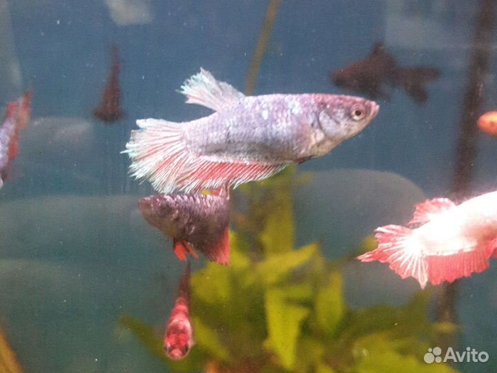 Аквариумные рыбы Петрушки и Курочки