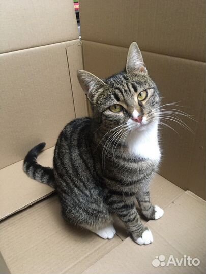 Кошечка Сонечка ище дом