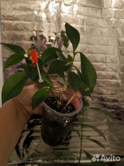 Комнатный цветок Эсхинантус