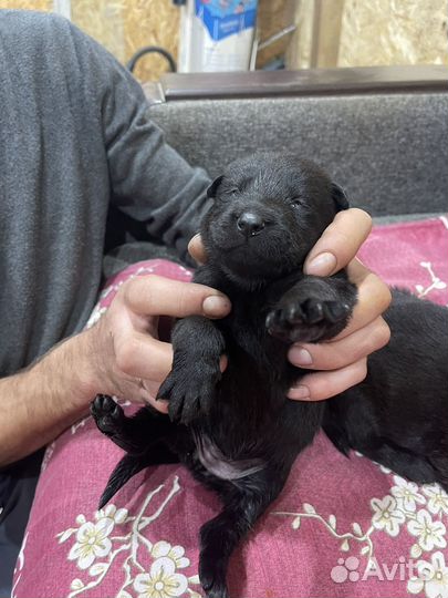 Черная немецкая овчарка