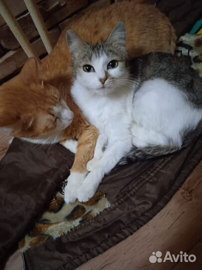 Кошка и кот в добрые руки (стерилизованы)