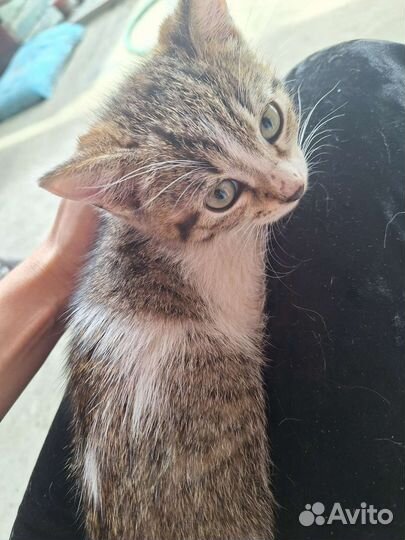 Кошка в дар