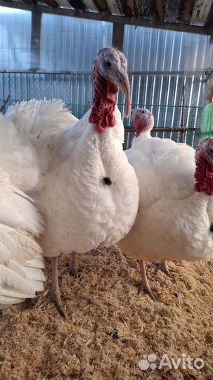 Индюк белый широкогрудый