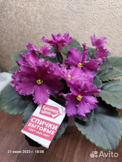 Фиалки сортовые