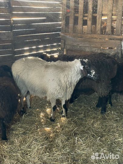 Баран производитель Эдильбаевской породы