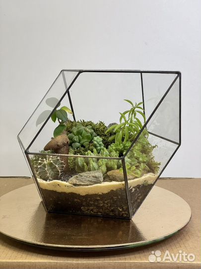 Флорариум «Осознанность» с бонсаем