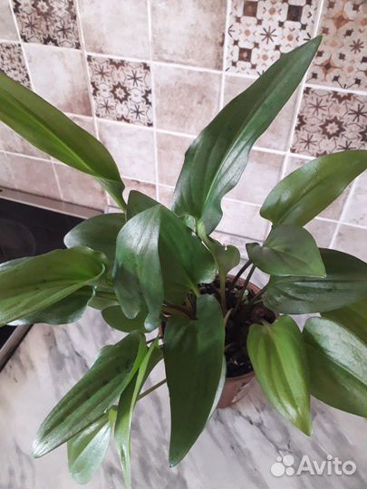 Дримиопсис