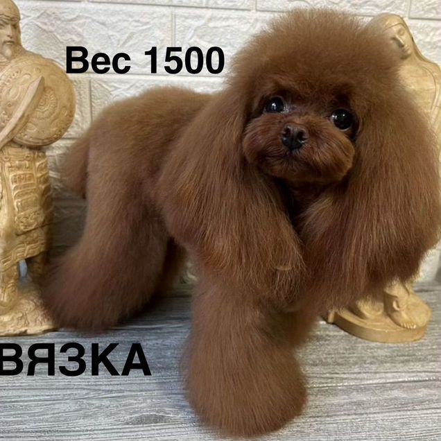 Той-пудель, вязка