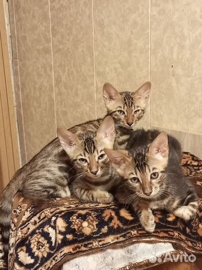 Бенгальские леопардовые коты