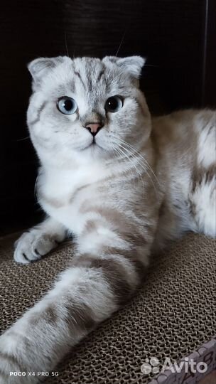 Шотландский кот на вязку