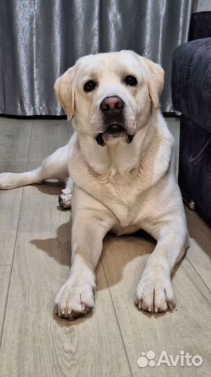 Кобель лабрадора вязка