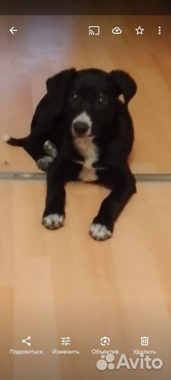 Щенок девочка в добрые руки