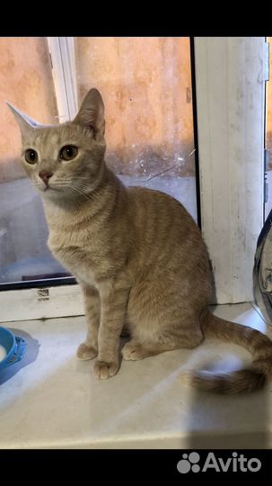 Кошечка в добрые руки